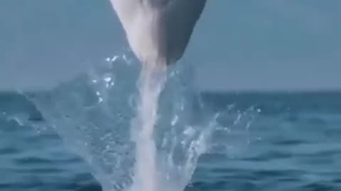 Funny Animals Videos...