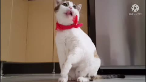 Funny cat video