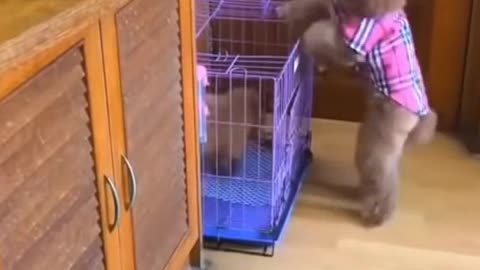 The funniest smart puppies compilation Rumble it