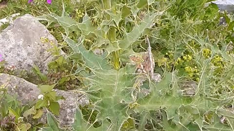 A thorny flower from the plateau flowers.