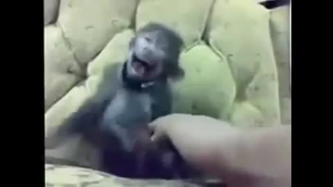 Laughing Baboon