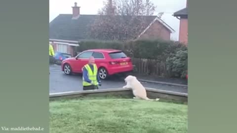 Love of animals moments that will cure your depression