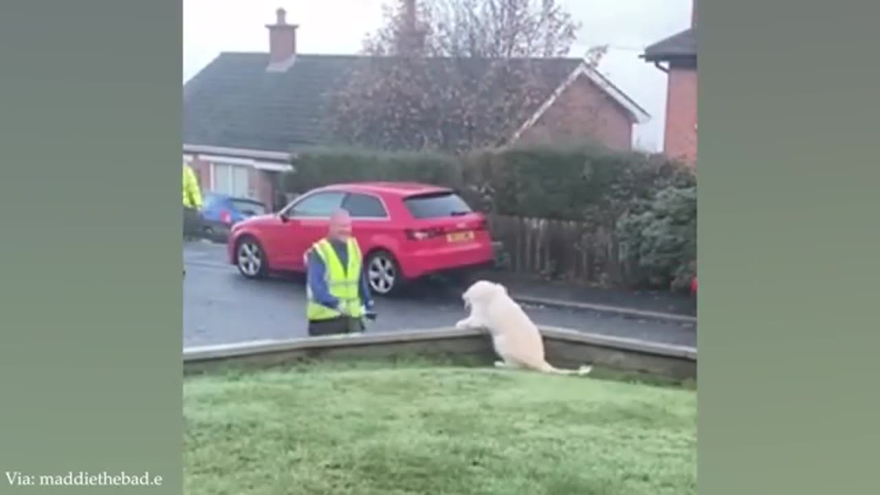 Love of animals moments that will cure your depression
