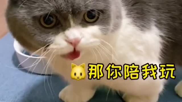 Cutest funny animal videos | Cat funny videoa