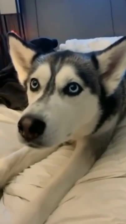 Cute and husky dog say " I love you " | funny dog video | cute dogs | my love dog