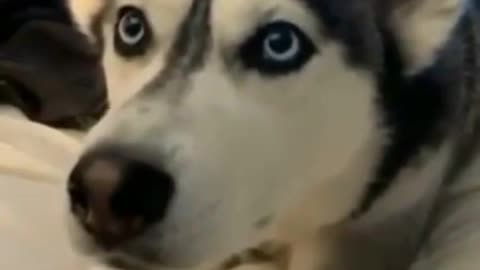 Cute and husky dog say " I love you " | funny dog video | cute dogs | my love dog