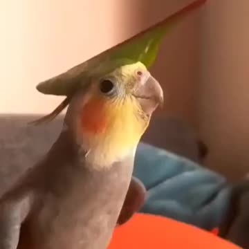 Bird sings beautifully
