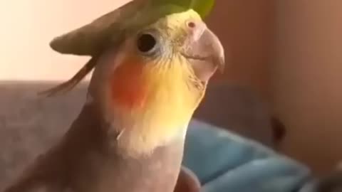 Bird sings beautifully