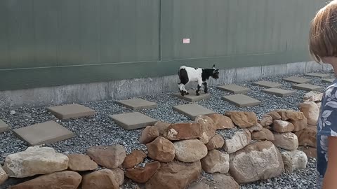 Bouncing Baby Goat