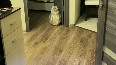 Kitty Gives Guests an Unusual Greeting