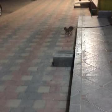 friendly cat, lovely cat