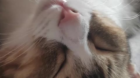 Cute pics of cat sleeping