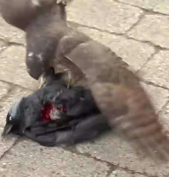 Crow and eagle fight