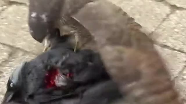 Crow and eagle fight
