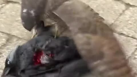 Crow and eagle fight