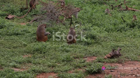Safari Serendipity: Unexpected Animal Encounters in the Wild
