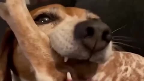 Funny animal videos part-2