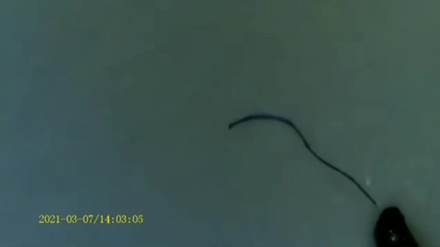 寄生虫モルゲロン拡大Ver不織布マスク、PCR検査綿棒に付着