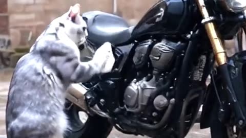 The Secret to Training Your Pet for an Epic Adventure Revealed!