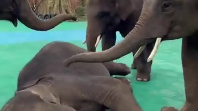 Cutest baby Elephant massaging each other