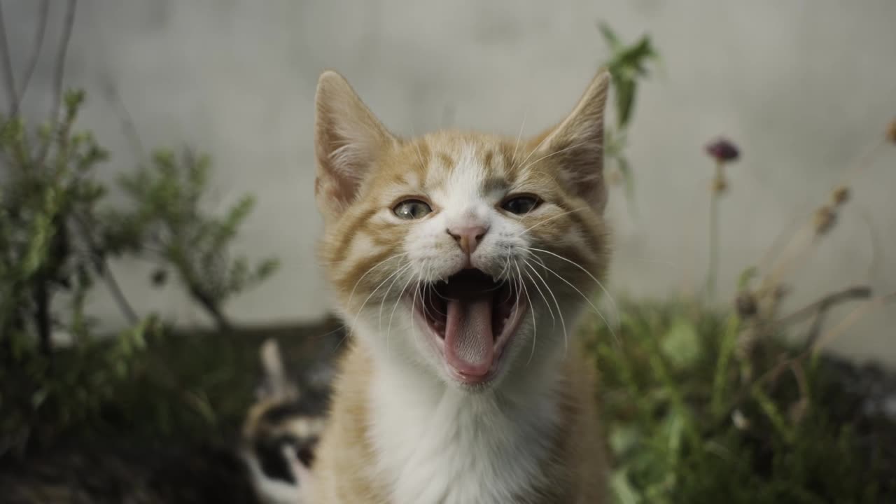 Slow Motion Kitten Yawning! 😻💤 High-Definition Cuteness! 🥰✨