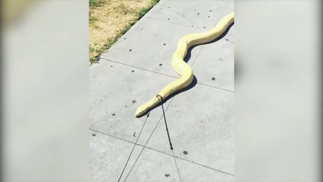 Guy walks with a snake