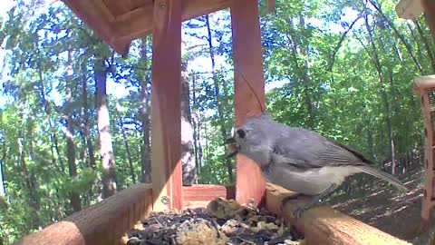 Cute titmouse