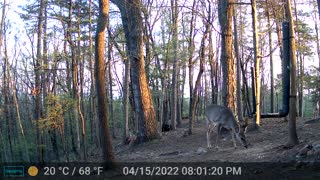 The Woods - 04/16/2022