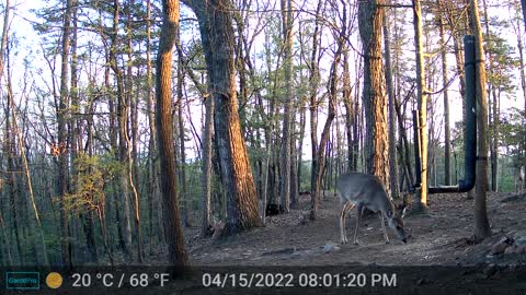 The Woods - 04/16/2022