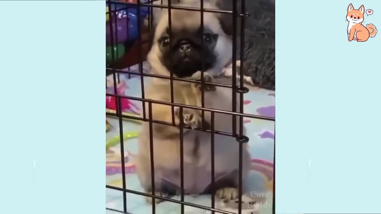 Funny dog