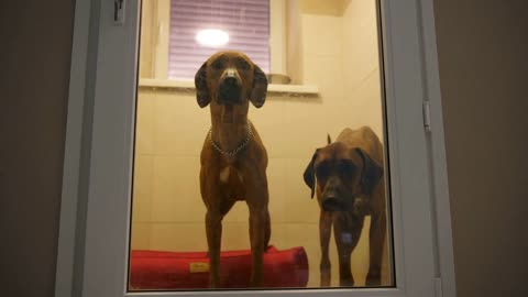 Modern service of dogs' hotel at pet care clinic
