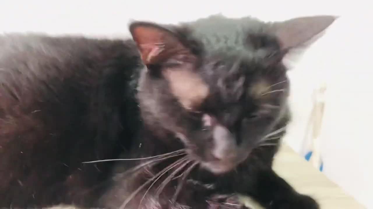 Black CAT eye cleaning