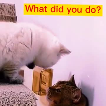 My Girlfriend Caught Me Fooling Around Last Night