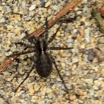A spider by the river / Beautiful arachnid by the water.