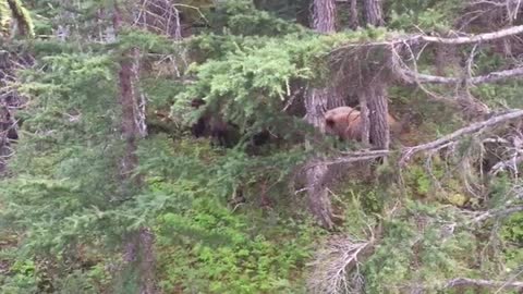 Bear Chargers Hunter in Alaska