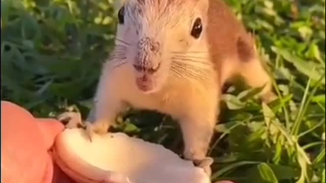 Funny animals | 99Hari | animals videos