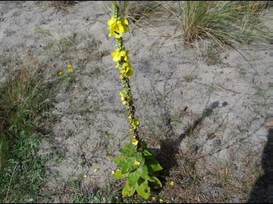 Verbasco ( Verbascum phlomoides ) serve para hemorroidas e asma