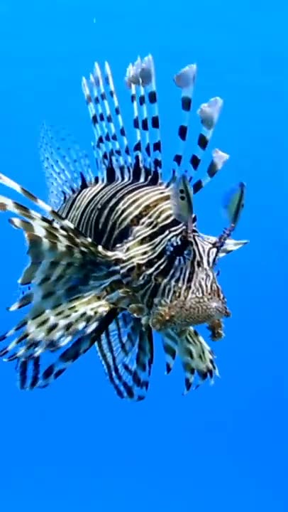 poisonous predator LIONFISH