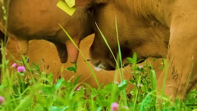 Young calf drinking from mother cow