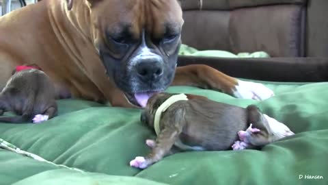 Dog Giving Birth While Standing