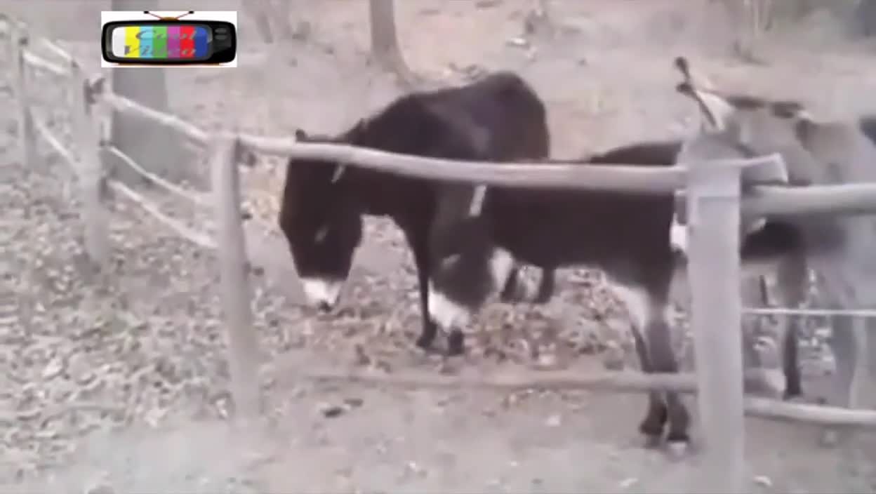 This video proves that not every jackass is a donkey