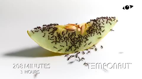 Ants vs Melon Time-Lapse