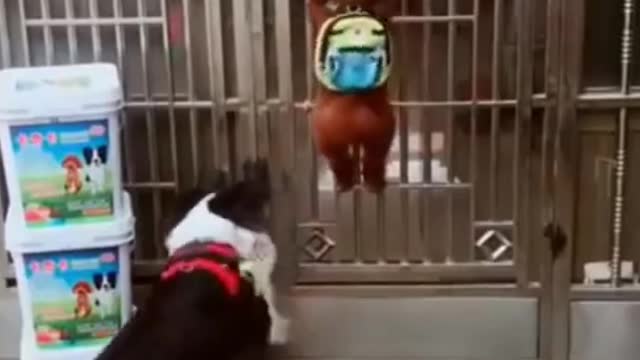 Smart Dogs Group Clips