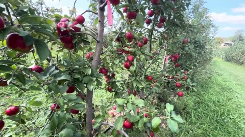 Apple Orchards