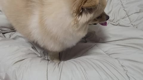 Pomeranian with great dad's feet