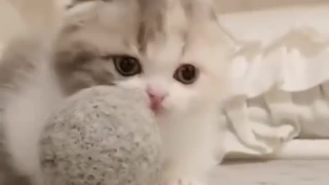 Try not to Laugh | Funniest cats and dogs video in HD