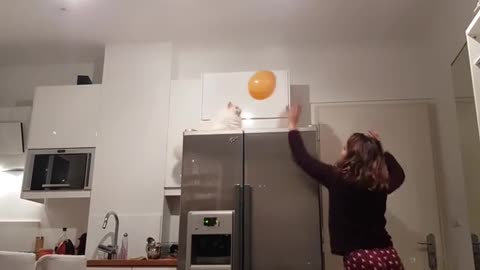 Cat Plays Balloon Volleyball With Her Owner