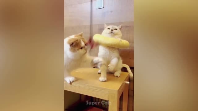 Scare Of Cucumber - Funny Cat Reaction