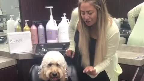 Dog gets a haircut at salon