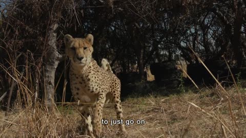 The story of Cheetah Faith | Cheetah Experience South Africa